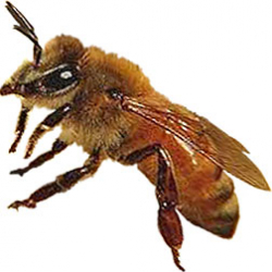 Starline Italian Honey Bee Hybrid